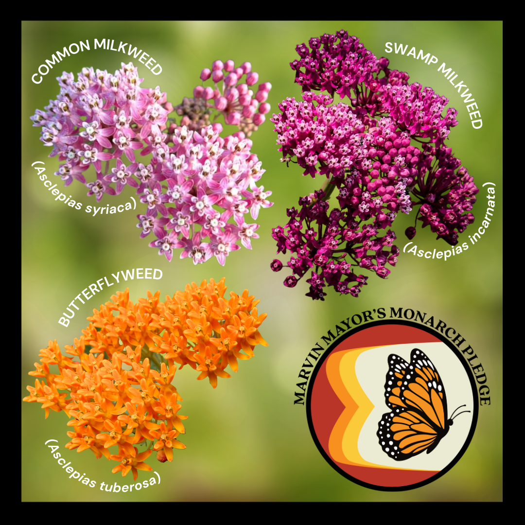 Common Milkweed Species